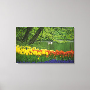 Lienzo Países Bajos, Lisse. Cisnes blancos en el estanqu