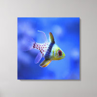 Pajama Cardinalfish
