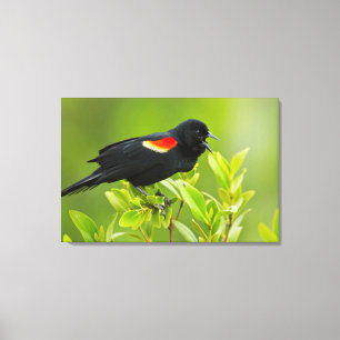 Lienzo Pajarita de ala roja (Agelaius Phoeniceus)