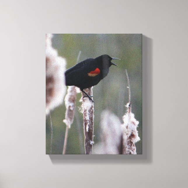 Lienzo Pajarita de alas rojas (Agelaius phoeniceus) (Anverso)