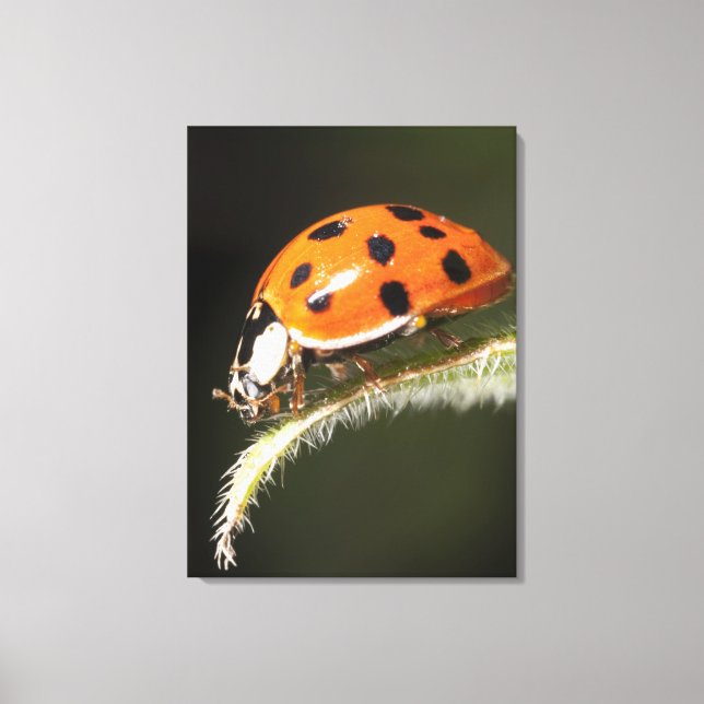 Lienzo Pajarito en la hoja, Ladybug en la hoja (Anverso)