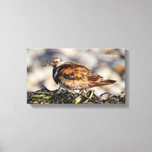 Lienzo Pajarito Ruddy Turnstone en la playa
