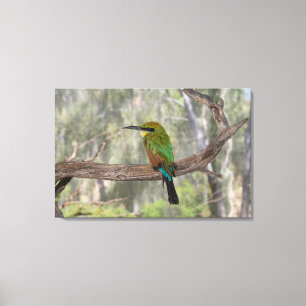 Lienzo Pájaro abejaruco arcoíris, Australia