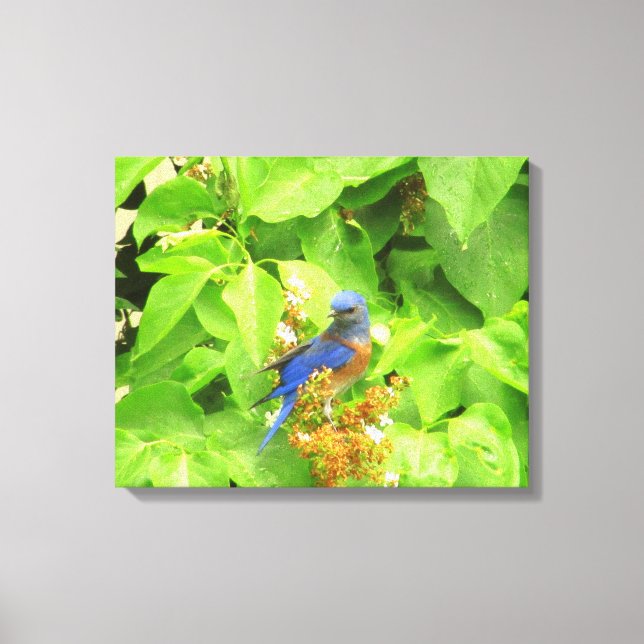 Lienzo Pájaro azul en Lilac Hedge (Anverso)