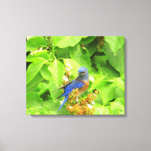 Lienzo Pájaro azul en Lilac Hedge