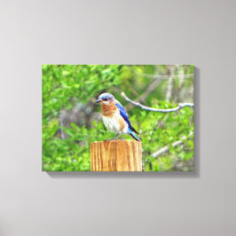 Lienzo Pájaro azul en una valla