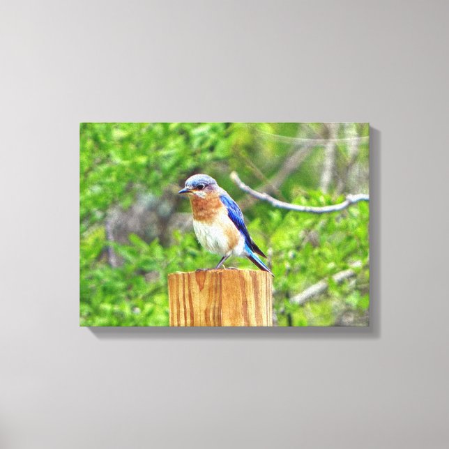 Lienzo Pájaro azul en una valla (Anverso)