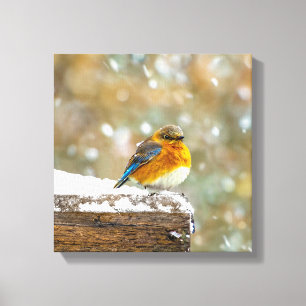 Lienzo Pájaro azul oriental en nieve - Fotografía origina