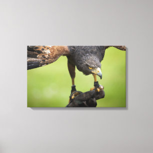 Lienzo pájaro de halcón