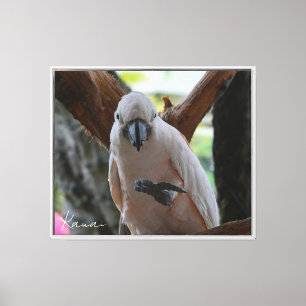 Lienzo Pájaro de Kauai en árbol (fotografía tomada por mí