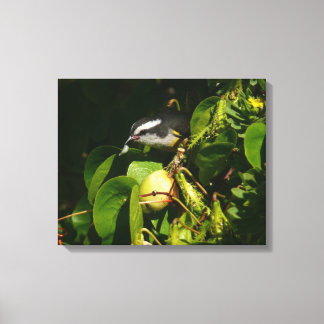 Lienzo Pájaro Mielero Comiendo Fotografía Tropical
