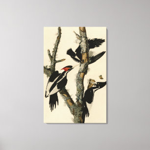 Lienzo Pájaros de América del pájaro carpintero audubon