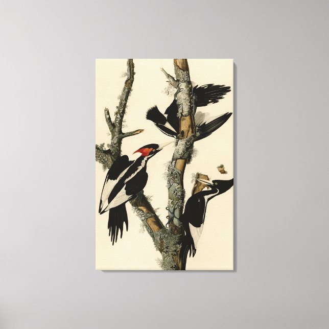 Lienzo Pájaros de América del pájaro carpintero audubon (Anverso)