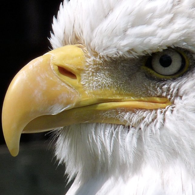 LIENZO PÁJAROS DE EAGLE (Subido por el creador)