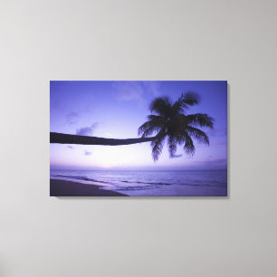 Lienzo Palmera solitaria al atardecer, playa Coconut Grov