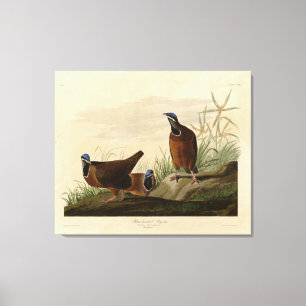 Lienzo Paloma de cabeza azul de los pájaros de América de