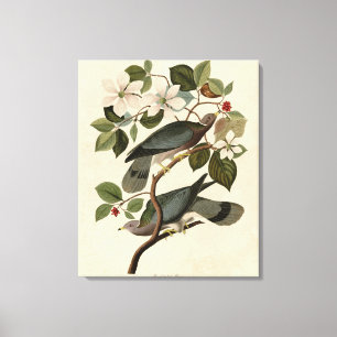 Lienzo Paloma de cola ancha - Aves de América de Audubon