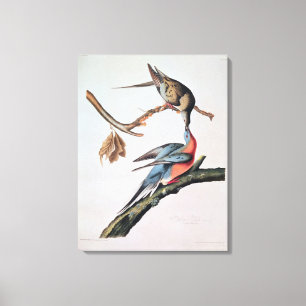 Lienzo Paloma de pasajero, de 'pájaros de America