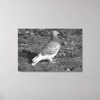 Lienzo Paloma en Roath Park Lake Cardiff (BW)