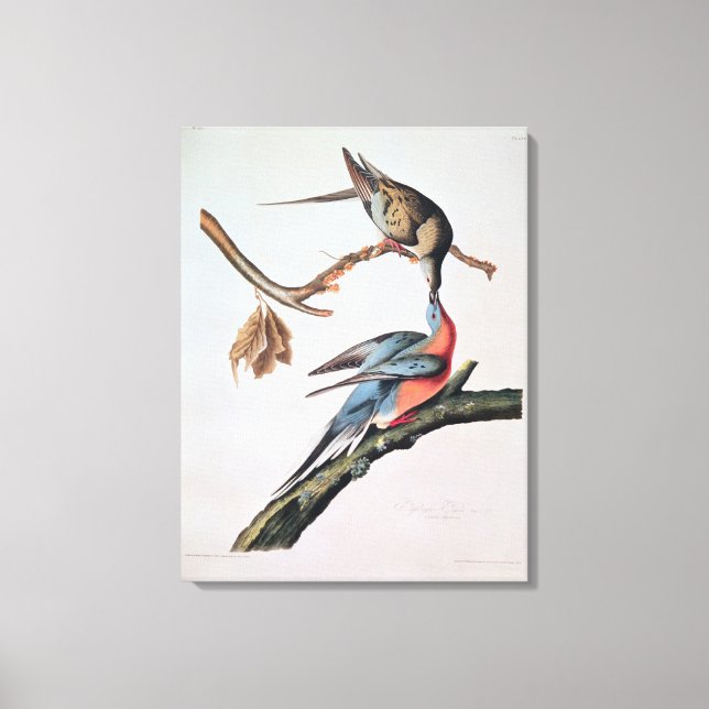 Lienzo Paloma migratoria, de 'Birds of America' (Anverso)