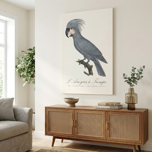 Lienzo Paloma negra de palma, Probosciger aterrimus (Great Black Palm Cockatoo, Probosciger aterrimus. Canvas Print)
