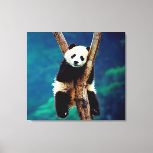 Lienzo Panda Bear