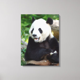 Lienzo Panda gigante comiendo bambú