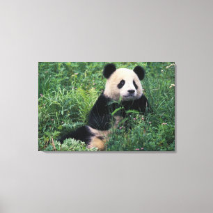 Lienzo Panda gigante en la hierba, Valle de Wolong, Sichu