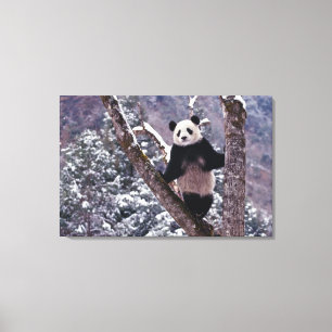 Lienzo Panda gigante parado en un árbol, Wolong, Sichuan,