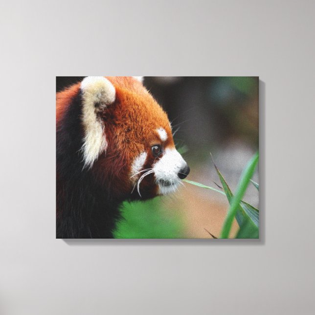 Lienzo Panda rojo (Anverso)