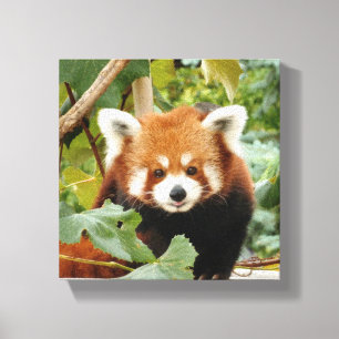 Lienzo Panda rojo