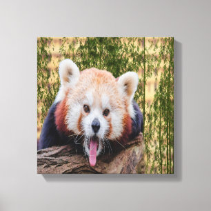 Lienzo Panda Rojo Silencioso