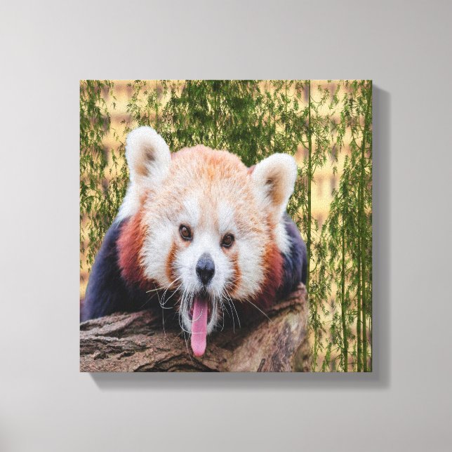 Lienzo Panda Rojo Silencioso (Anverso)