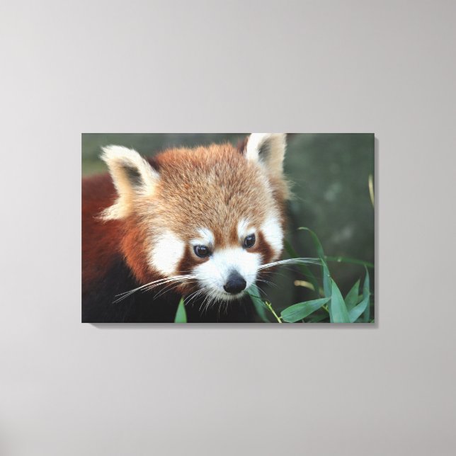 Lienzo Panda rojo, Taronga Zoo, Sydney, Australia (Anverso)