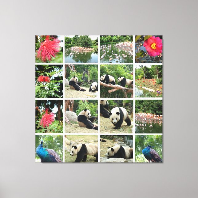 Lienzo Pandas de China, pavo real, manadas de flamingo, f (Anverso)
