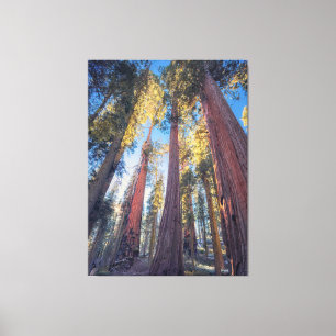 Lienzo Panorama Forestal de Sequoia Trees Gigantes