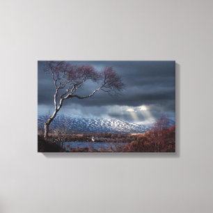 Lienzo Pantanoso árbol solitario de Rannoch