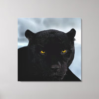 Pantera negra Panthera