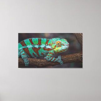 Lienzo Panther Chameleon Canvas Print
