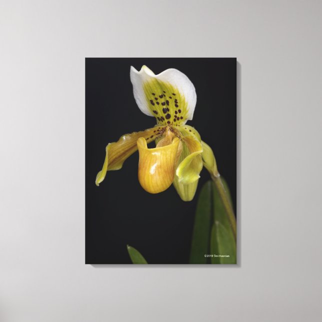 Lienzo Paphiopedilum Exul (Anverso)
