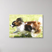 Papillon en marcha
