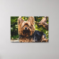 Lienzo para perros Yorkie