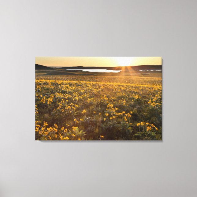 Lienzo Parada de flores silvestres de Balsamroot de hoja  (Anverso)