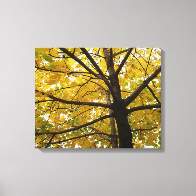 Lienzo Pareja de Arces Amarillos Naturaleza de Otoño (Anverso)