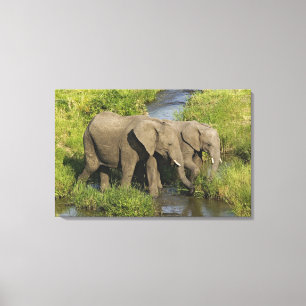 Lienzo Pareja de elefantes africanos Masai Mara