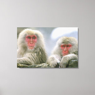 Lienzo Pareja de monos de nieve, macaco japonés,