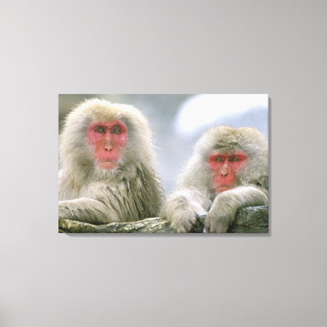 Lienzo Pareja de monos de nieve, macaco japonés, (Anverso)