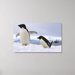 Lienzo Pareja de pingüinos Adelie Antártida
