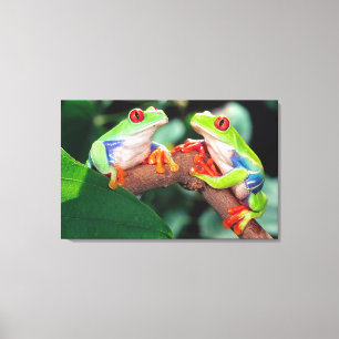 Lienzo Pareja de ranas de ojos rojos, Agalychinis callidr
