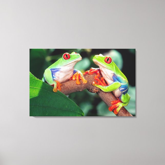 Lienzo Pareja de ranas de ojos rojos, Agalychinis callidr (Anverso)
